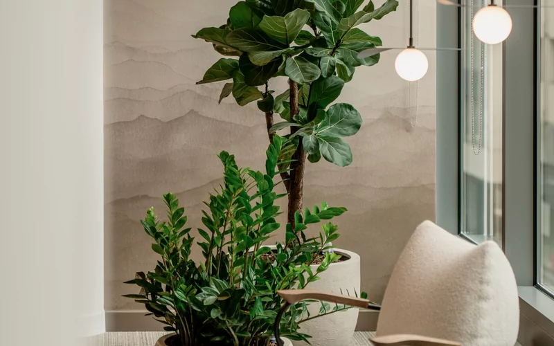 Planten; waarom hebben we ze thuis staan maar niet op kantoor?